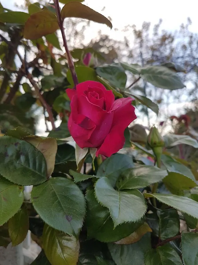 Bed & Breakfast B&B Ethnohotel Rosa Dei Venti Imperia